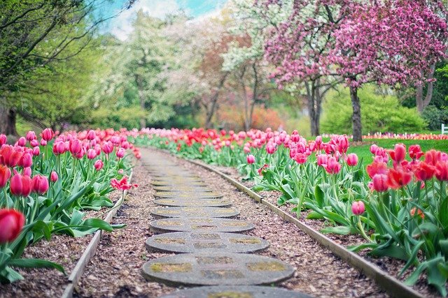 pathway, nature, path, pink tulips, tulips, spring, springtime, landscape, garden, walkway