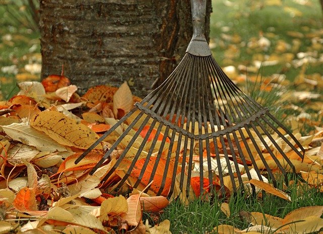 computing, raking leaves, tool, garden, nature, gardening, fall, leaves, autumn leaves, gardener